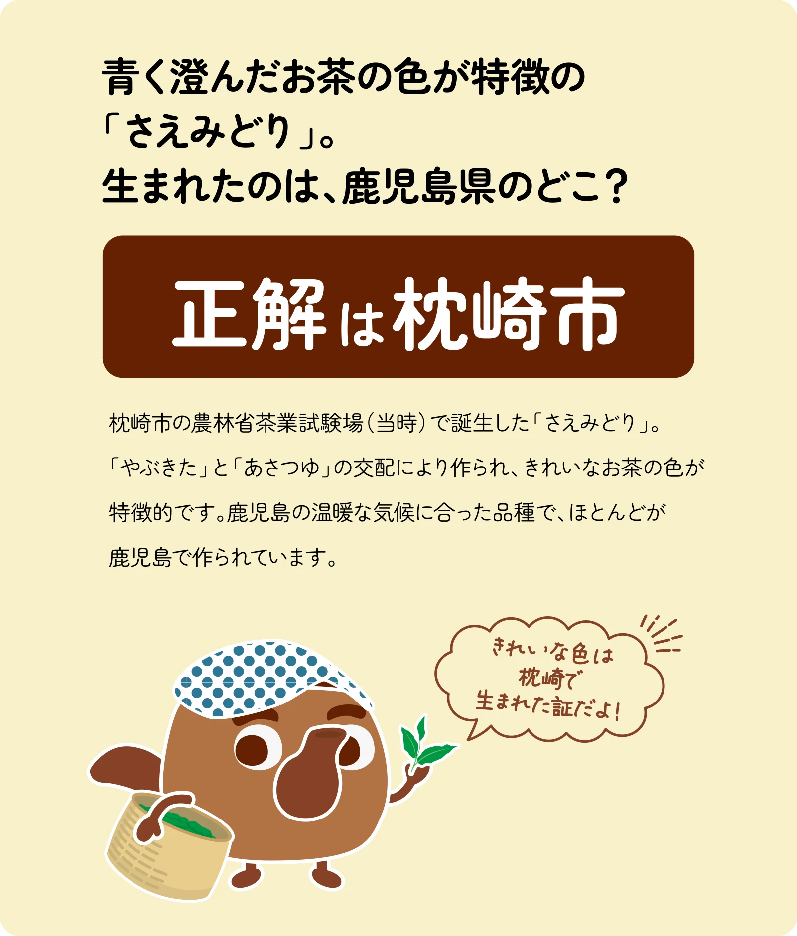 青く澄んだお茶の色が特徴の「さえみどり」。生まれたのは、鹿児島県のどこ？枕崎市の農林省茶業試験場（当時）で誕生した「さえみどり」。「やぶきた」と「あさつゆ」の交配により作られ、きれいなお茶の色が特徴的です。鹿児島の温暖な気候に合った品種で、ほとんどが鹿児島で作られています。