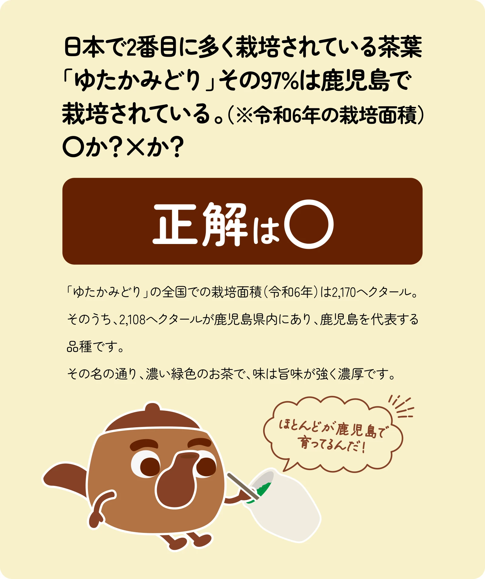 日本で2番目に多く栽培されている茶葉「ゆたかみどり」その97%は鹿児島で栽培されている。（※令和6年の栽培面積）〇か？×か？「ゆたかみどり」の全国での栽培面積（令和6年）は2,170ヘクタール。そのうち、2,108へクタールが鹿児島県内にあり、鹿児島を代表する品種です。その名の通り、濃い緑色のお茶で、味は旨味が強く濃厚です。