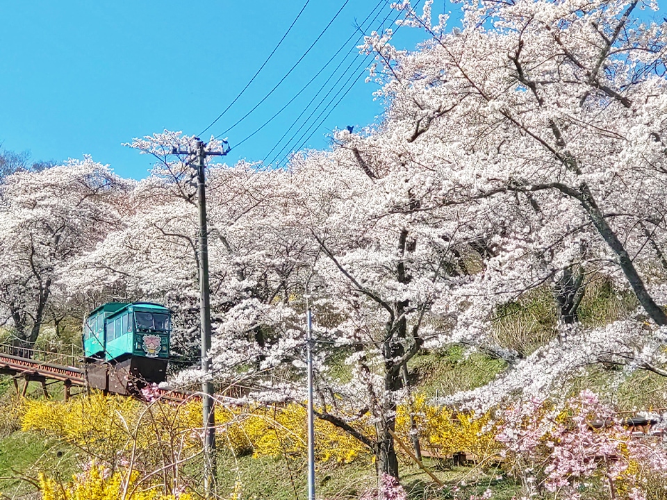 船岡城址公園2