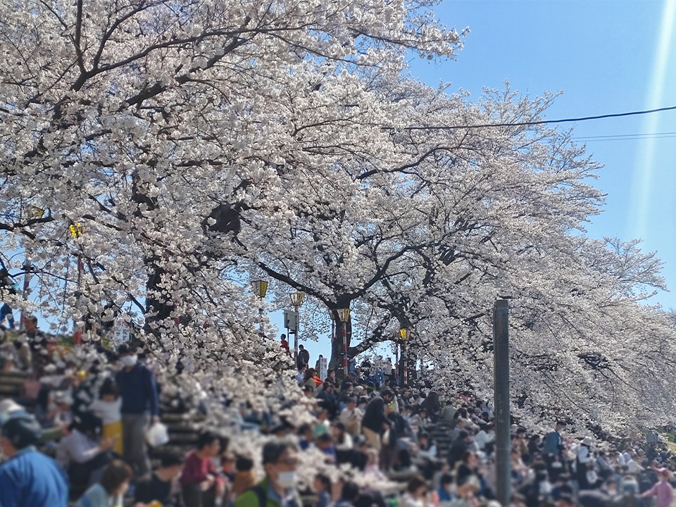 おおがわら桜まつり1