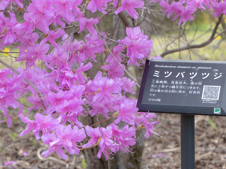 みちのく公園の花々8