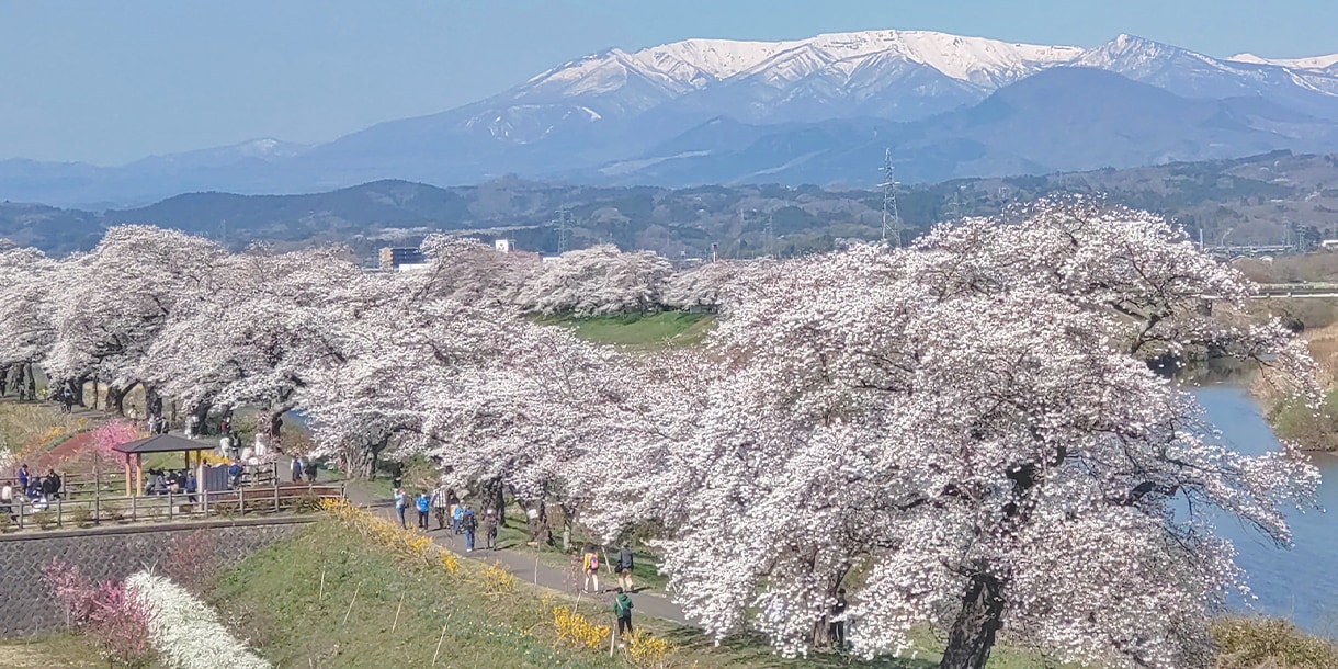 【みちのく旅さんぽ】一目千本桜