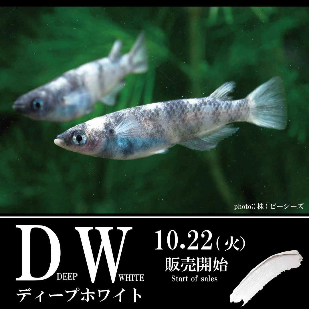 DWǥץۥ磻䳫