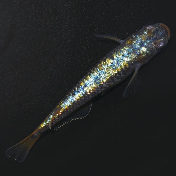 ���¥��ե�����NOVA �̿�1