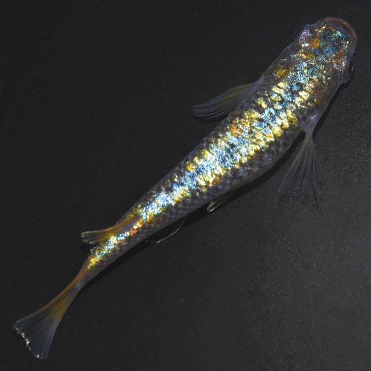 ���¥��ե�����NOVA �̿�2