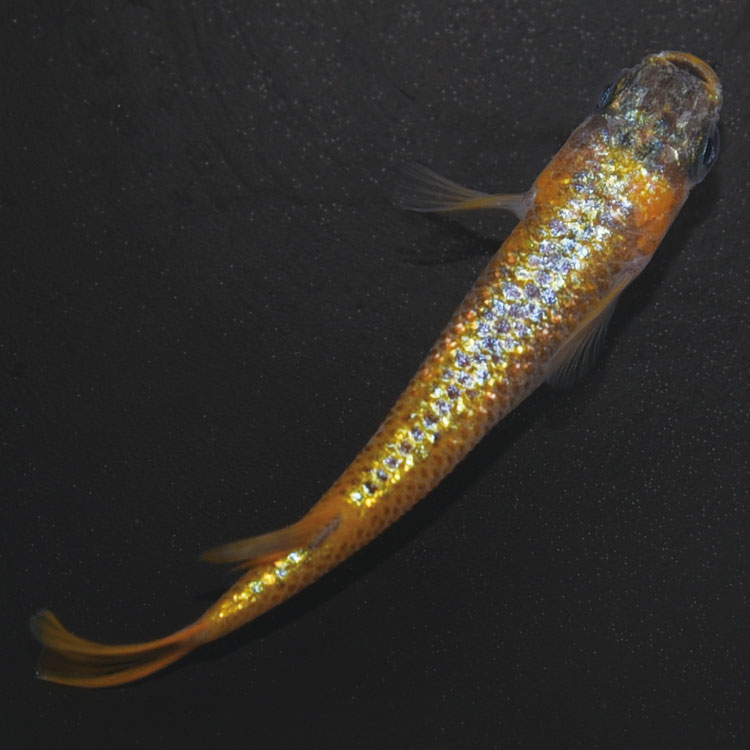 ���¥��ե�����NOVA �̿�3