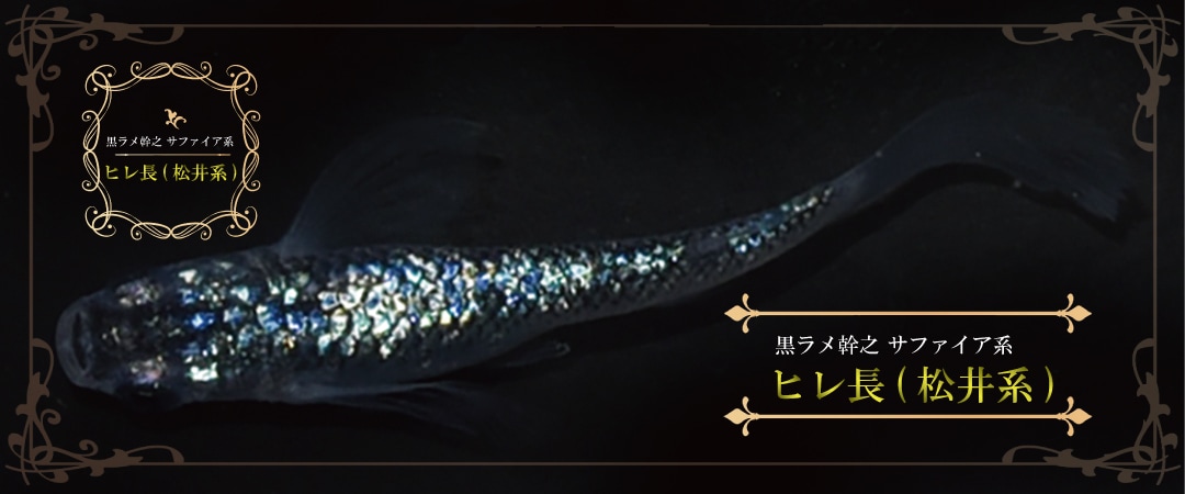 静楽庵 | 黒ラメ幹之サファイア系 ヒレ長(松井系)