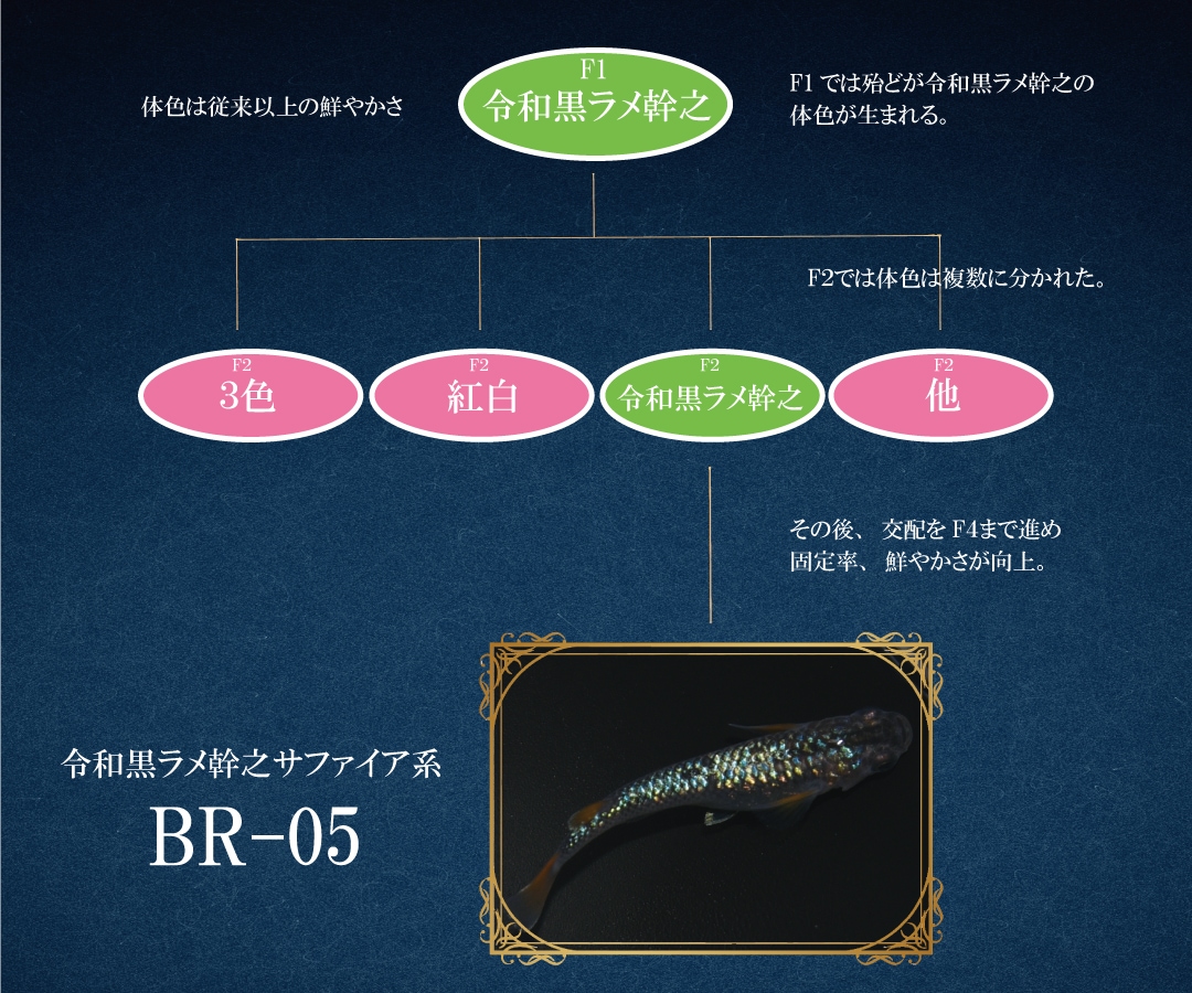 静楽庵 | 令和黒ラメ幹之サファイア系BR-05