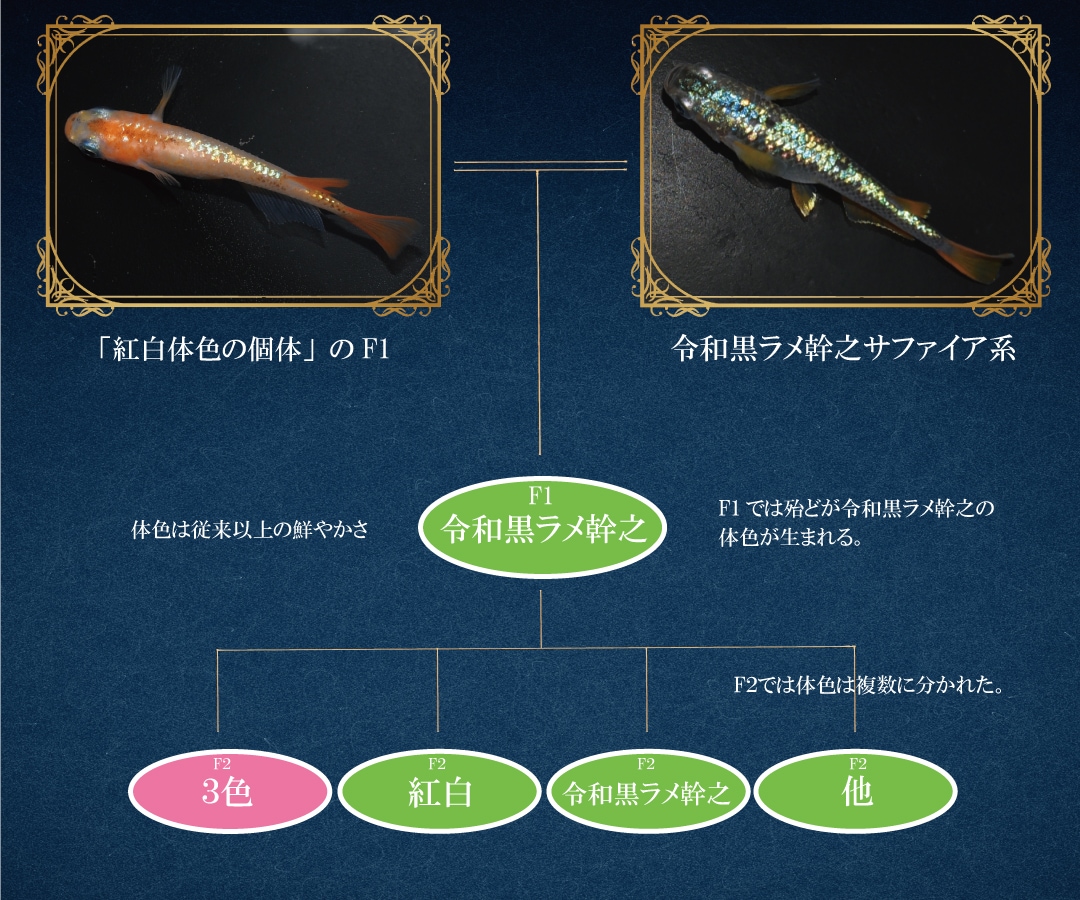 静楽庵 | 令和3色ラメ幹之サファイア系を販売を開始します。