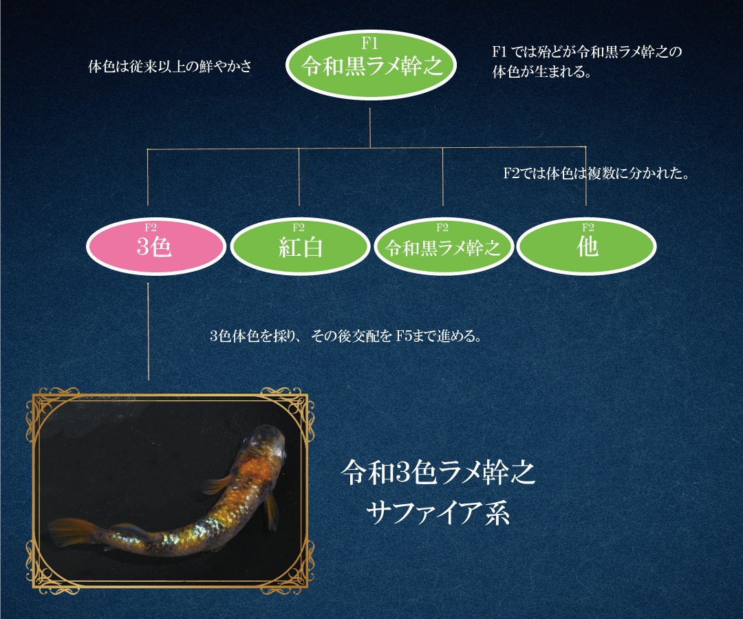 静楽庵 | 令和3色ラメ幹之サファイア系を販売を開始します。