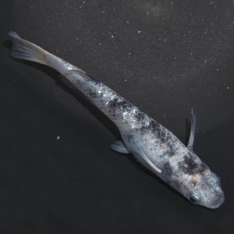 静楽庵 | 令和白ブチWF