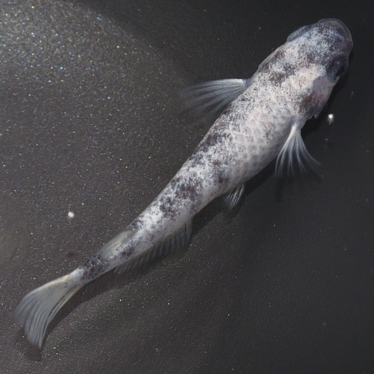 静楽庵 | 令和白ブチWF