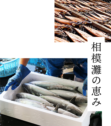 相模灘の恵み