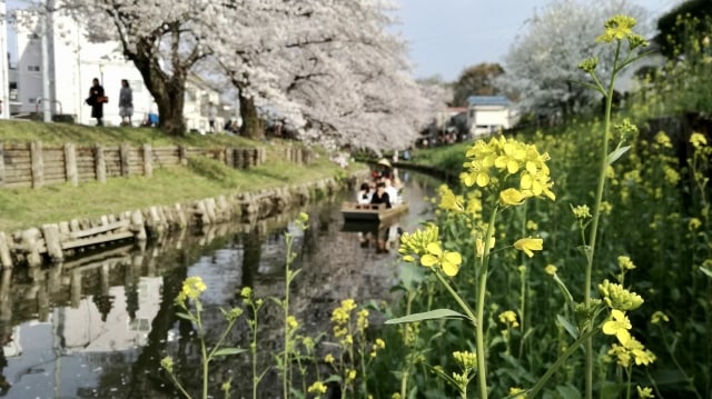 ★【川越】新河岸川（氷川神社裏）