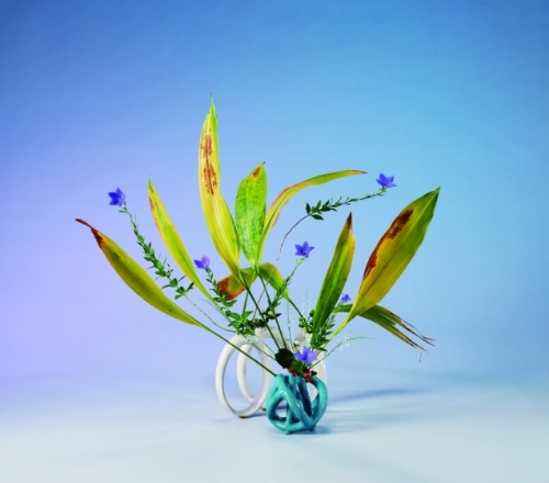 自由花 はらん ききょう せきしょう ヒペリクム