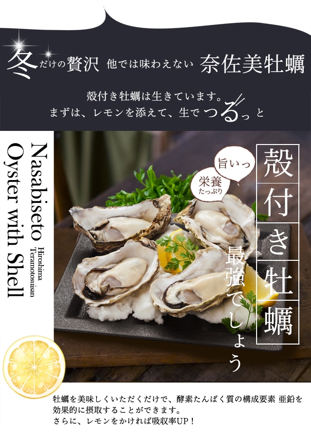 お届け3月31日迄】[鍛え牡蠣]広島牡蠣老舗の味! 殻付き牡蠣15個[生食用