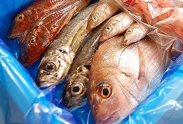 鮮魚(お魚セット)