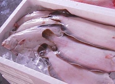 鮮魚通販｜ナメタガレイ