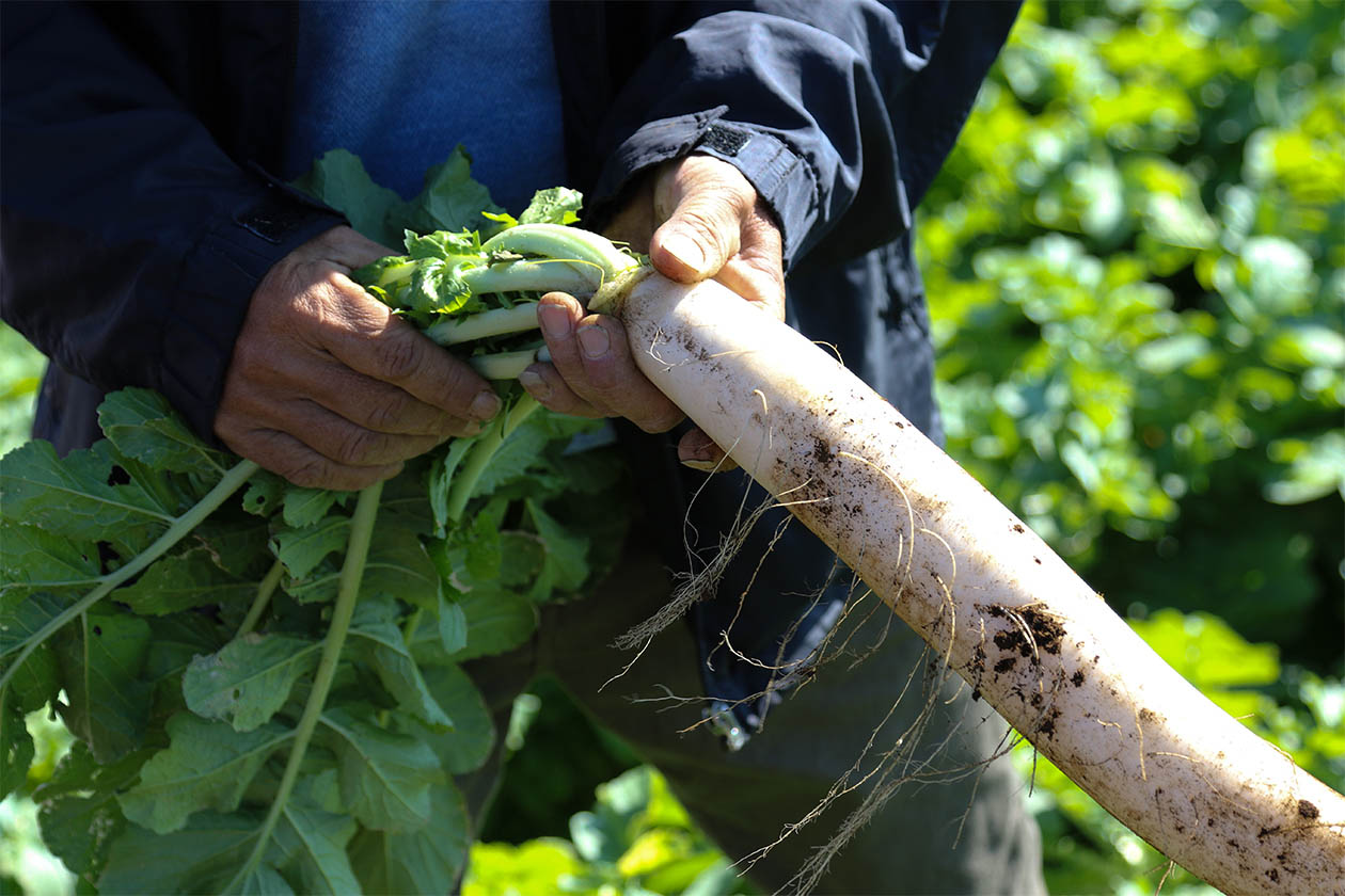 大根の収穫