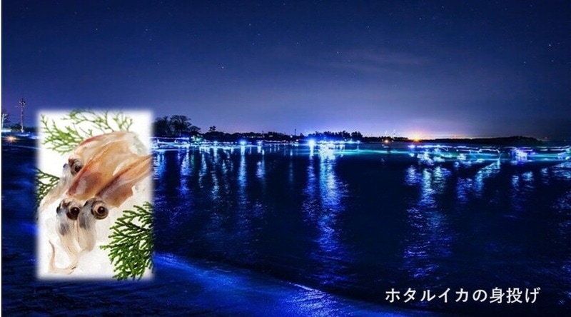 ホタルイカの身投げ