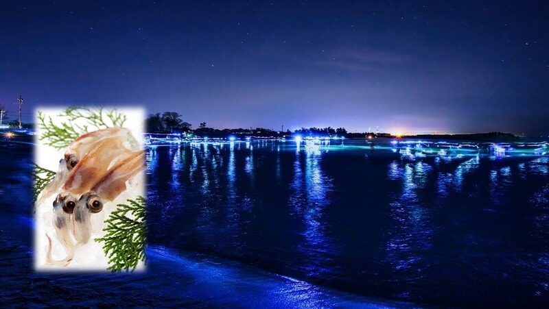 ほたるいか醤油漬わさび風味100g(HW-P) | ほたるいか | かね七