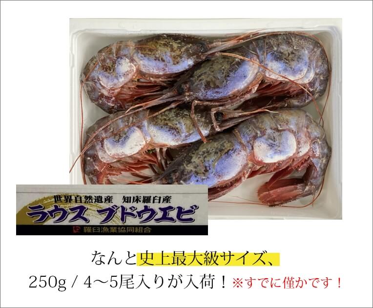7周年記念イベントが 幻のぶどうえび 大 500g 約8尾前後 北海道 海産物 魚介類 魚介 エビ F21M-309