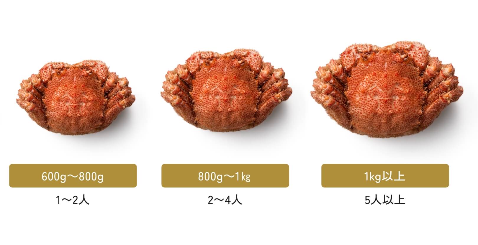 サイズと重量