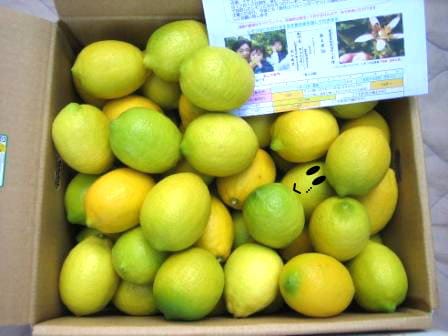 農家直送の国産レモン