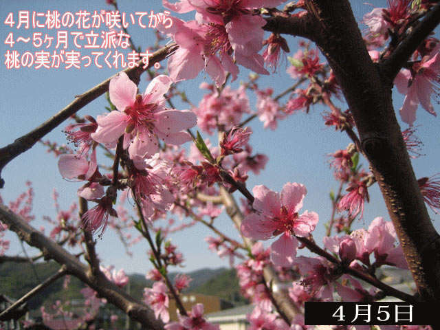 春は桃の花が咲き誇り、約４ヶ月後に収穫が始まります。