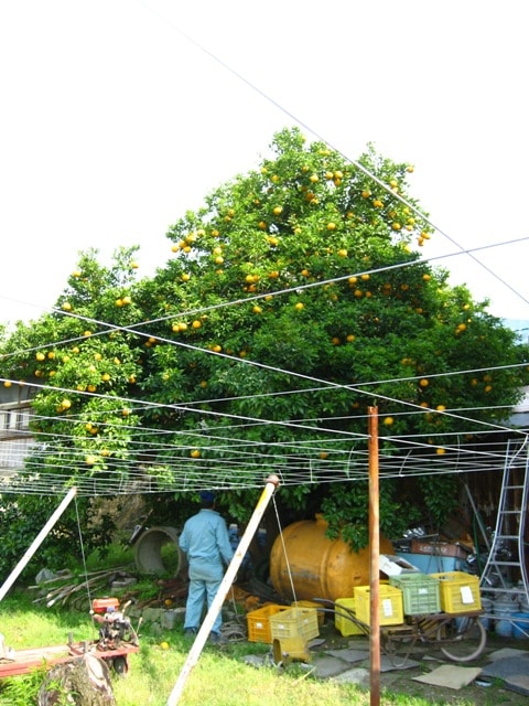 夏みかんの栽培風景