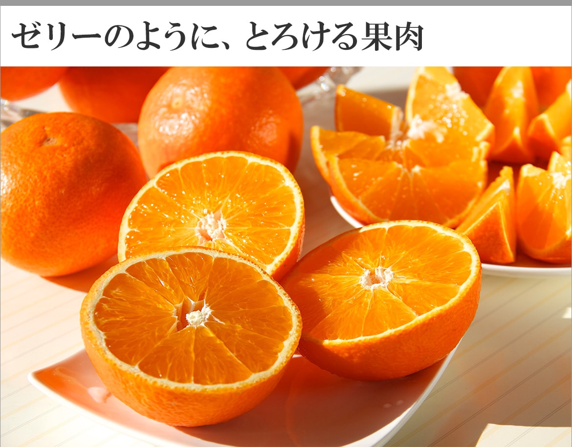 愛媛が誇る、高級柑橘「紅まどんな」をご家庭にお届け♪