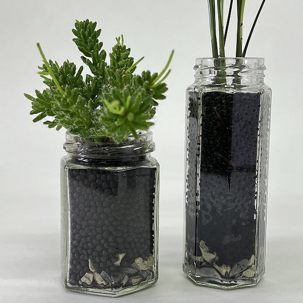 QARULUS 大人用 多肉植物 ボタニカルコレクション フラワーブーケ 組み立ておもちゃ ミニレンガ フラワーセット DIY 植物 盆栽 木 フレンズ セット 並行輸入品 44-46:Haworthia 寿光錦 x antique pot | 多肉植物の専門店 solxsol