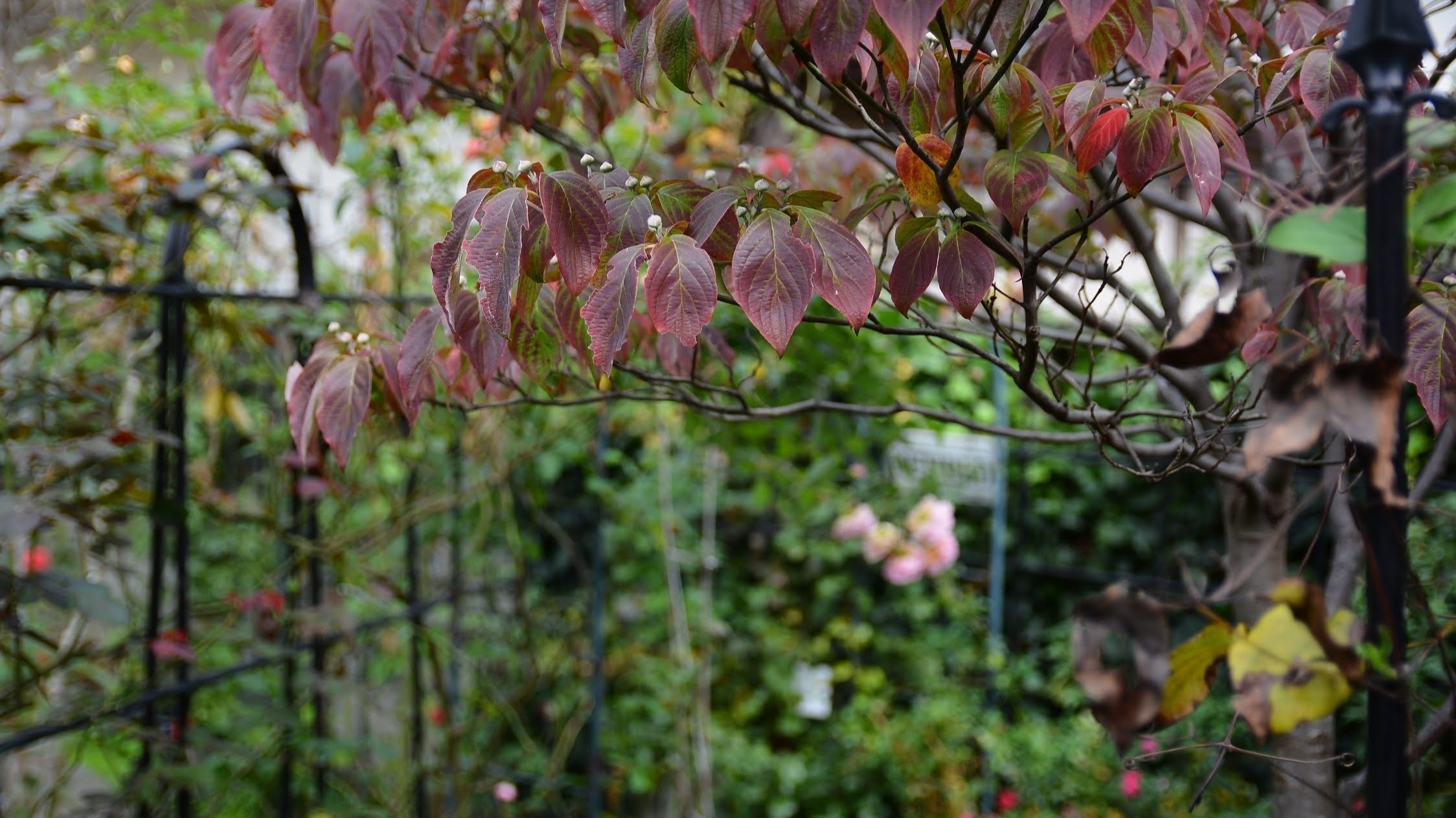 �������ǥ˥�CP�ȥå�