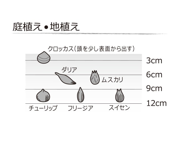 ムスカリ ナイトアイズ ５球 すべての商品 Royal Gardener S Club