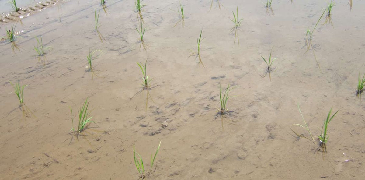 稲が育つ健全な環境を長い年月をかけ創る