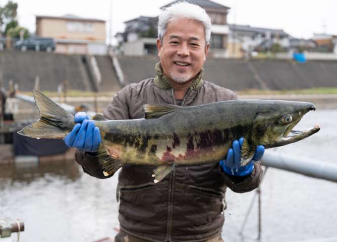 すべての鮭を引き取り肥料に