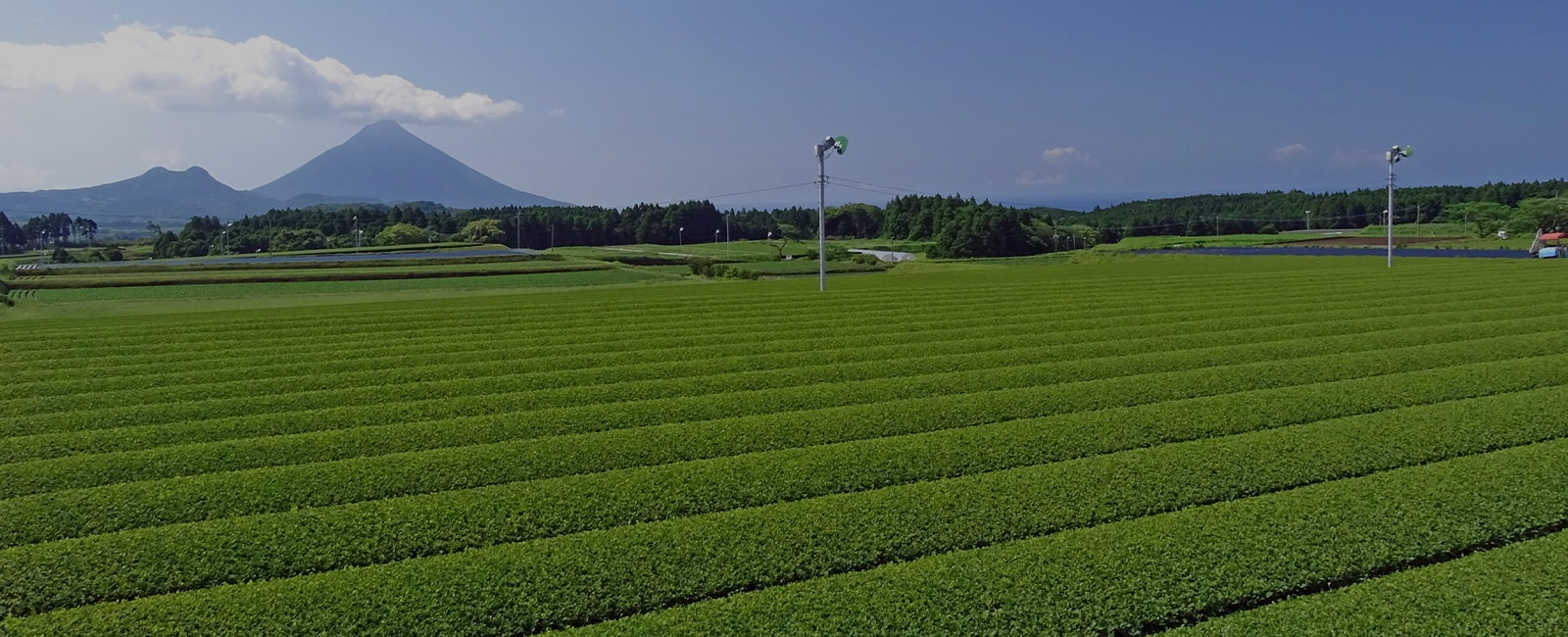 お茶へのこだわり