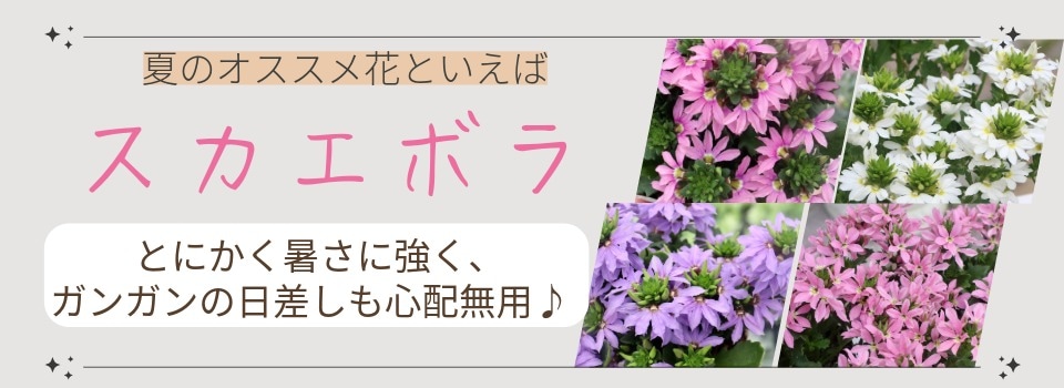 “スカエボラ”/