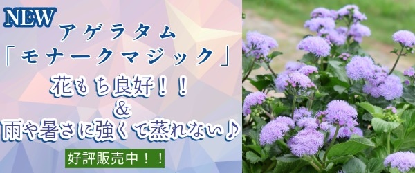 “アゲラタム「モナークマジック」”/