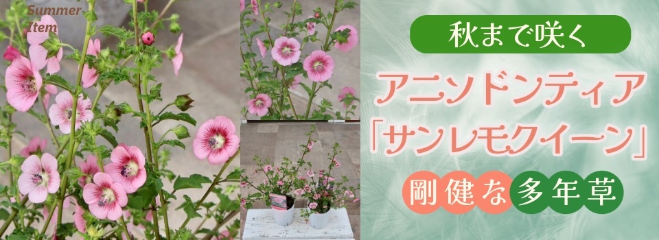 “アニソドンティア「サンレモクイーン」”/