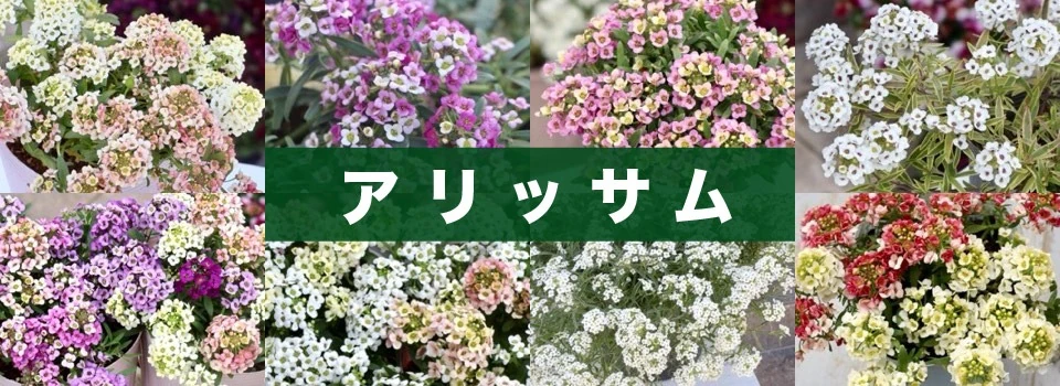 アリッサム