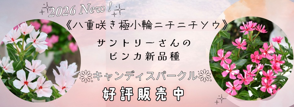 “サントリーさんのキャンディスパークル”/