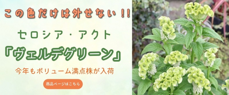 “セロシア・アクト「ヴェルデグリーン」”/