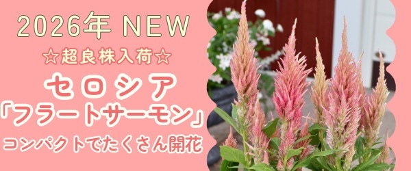 “セロシア「フラートサーモン」”/
