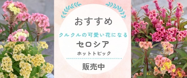 “セロシア・ホットトピック”/