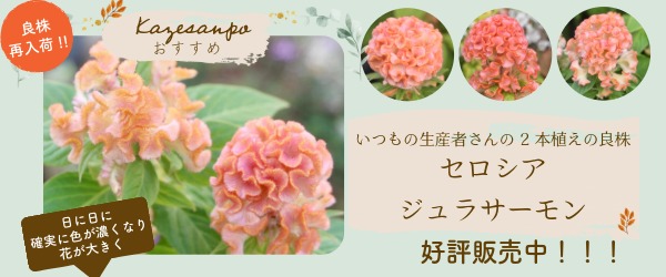 “セロシア・ジュラサーモン”/