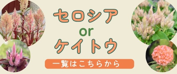 “ケイトウ”/