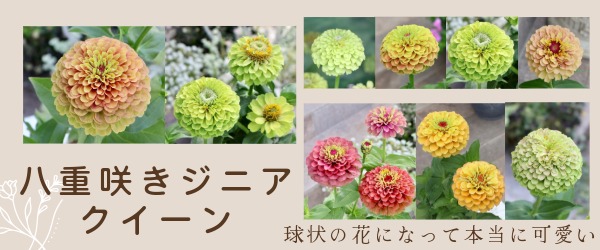 “八重咲きジニア・クイーン”/