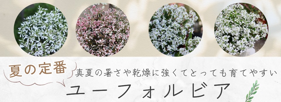 “ユーフォルビア”/