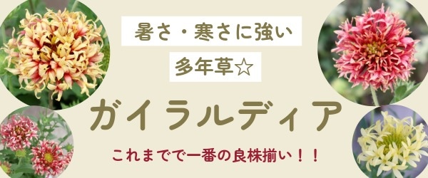 “ガイラルディア・フルーティ”/